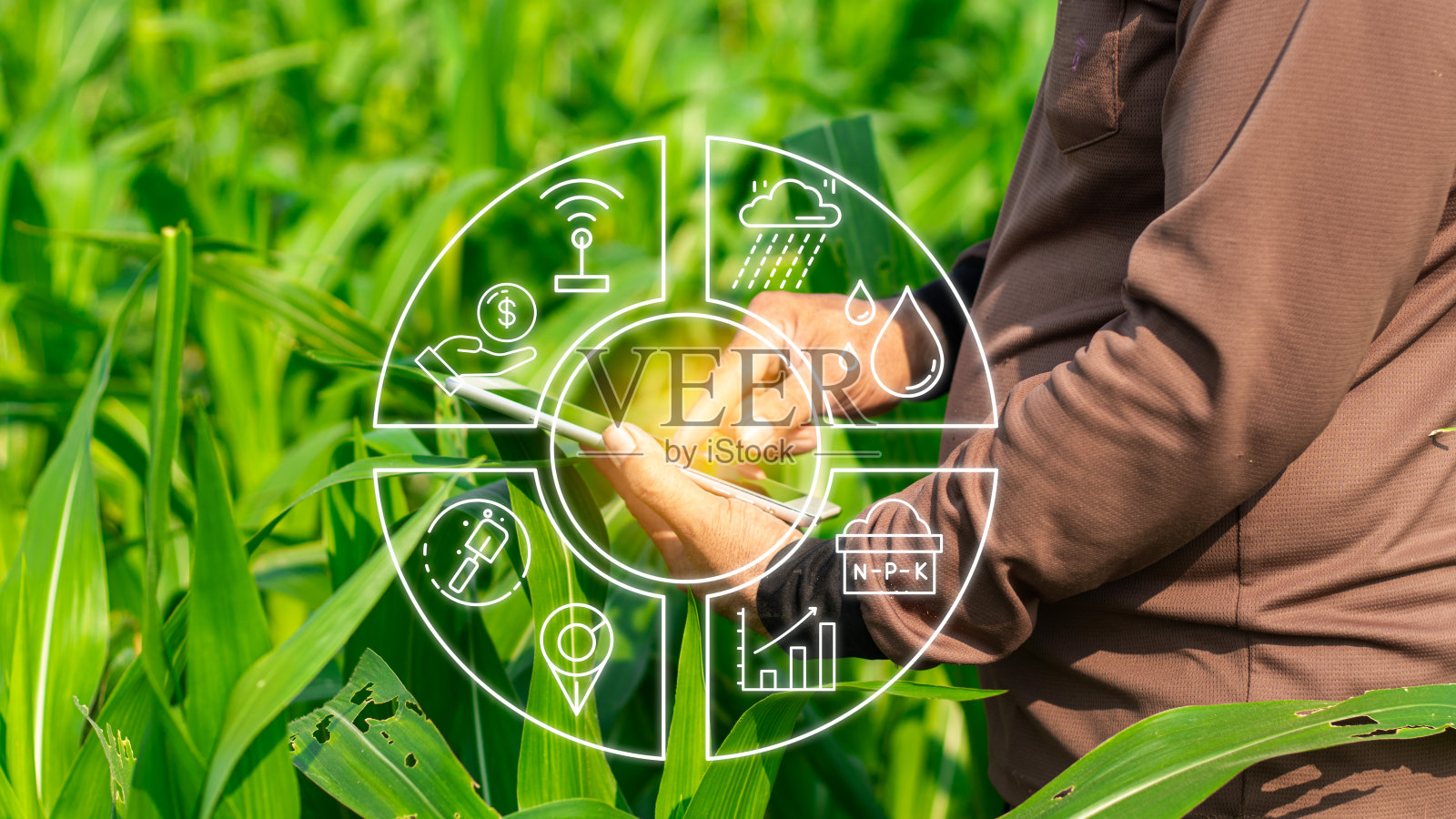 农业技术农民用平板电脑分析数据和可视化图标。蔬菜苗木在栽培农业领域具有图形化的概念和现代农业技术照片摄影图片