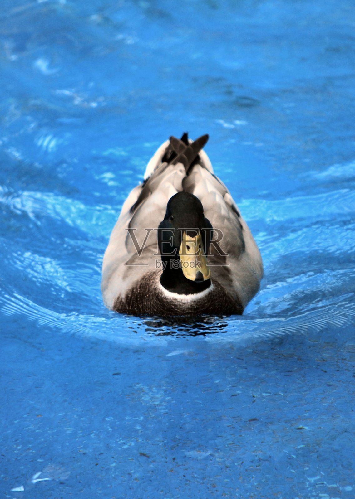 米兰达州的鸟类种类繁多。照片摄影图片