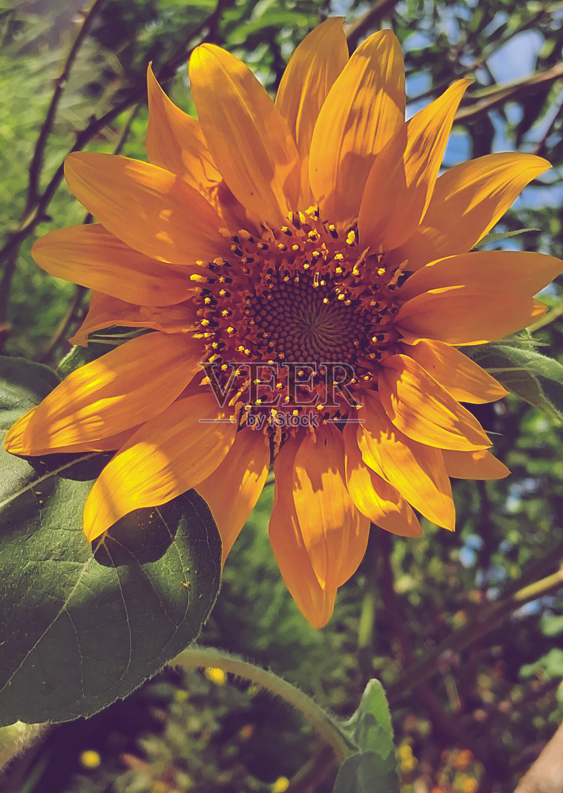 微妙的美食照片摄影图片
