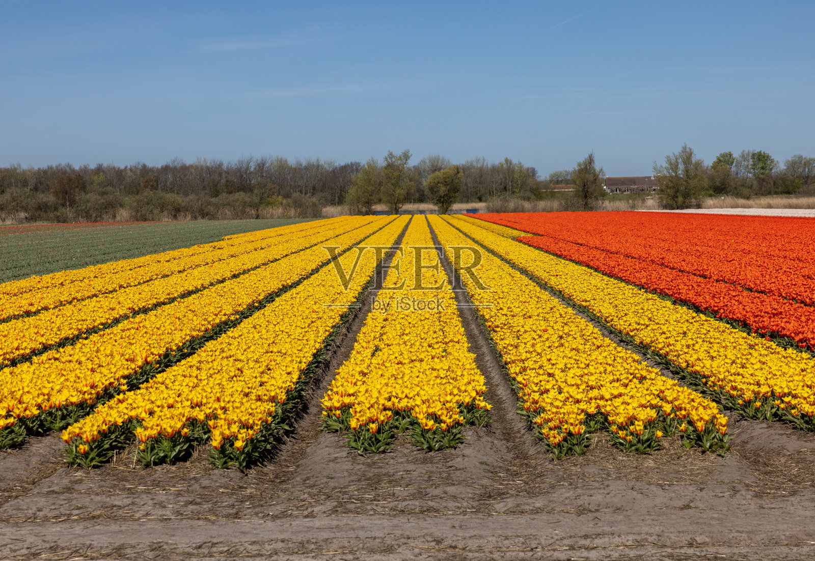 荷兰Lisse附近盛开的郁金香田照片摄影图片