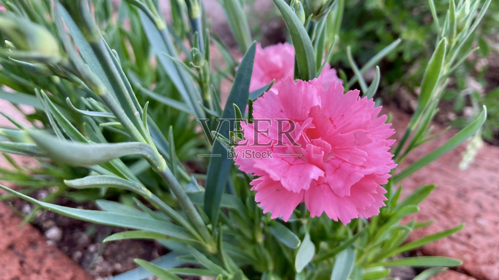 清晨深粉红色的石竹照片摄影图片