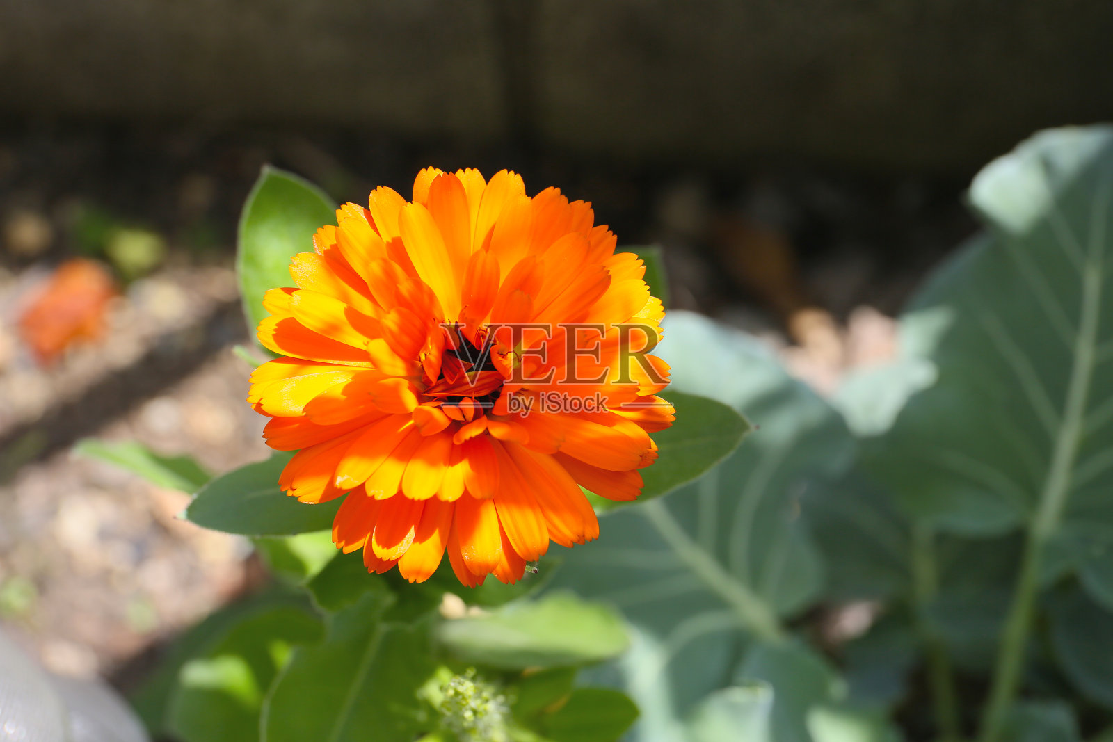 金盏花的桔黄色花照片摄影图片