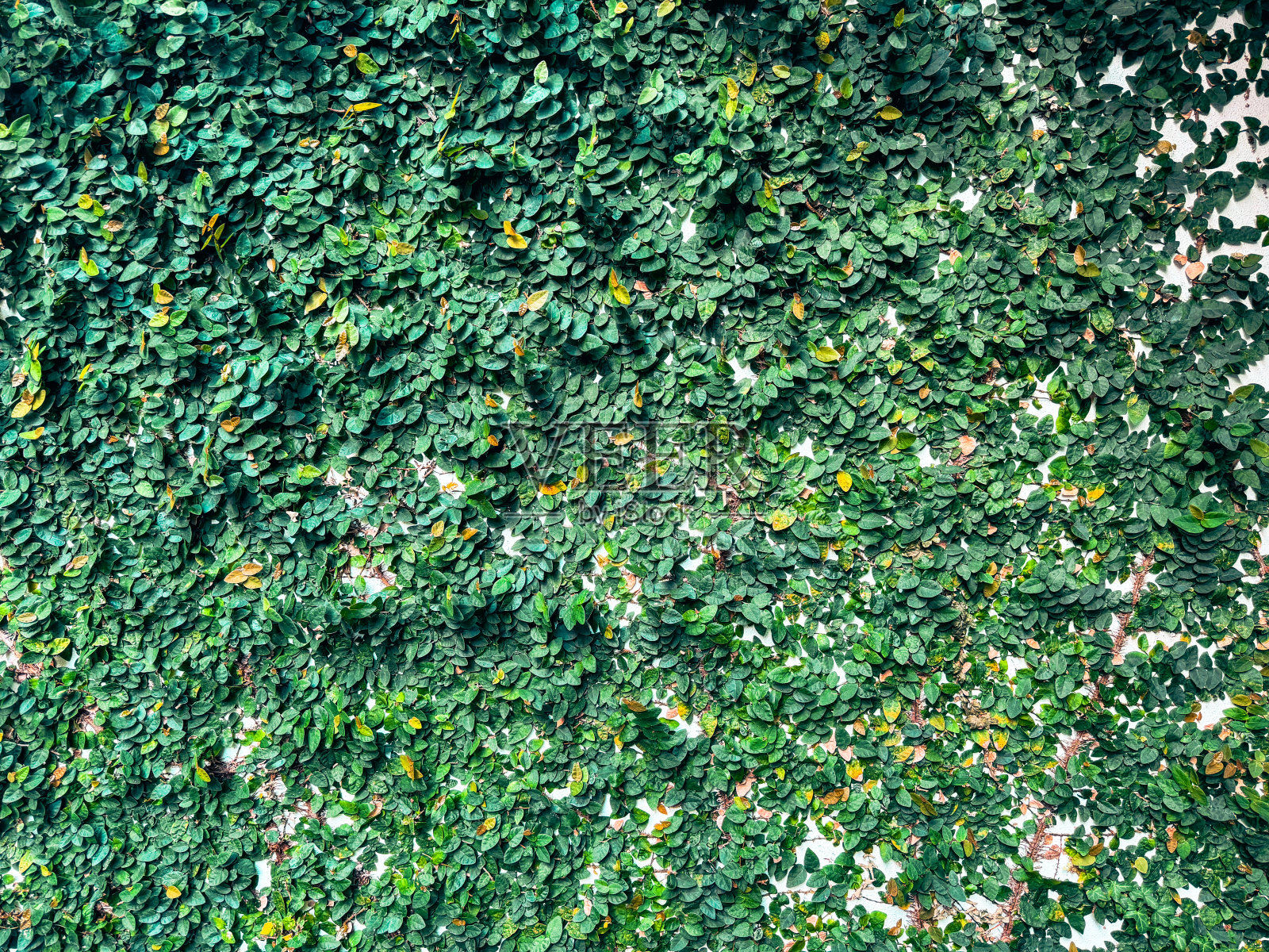 春天,爬山虎生长在房子的白色粉刷墙上照片摄影图片