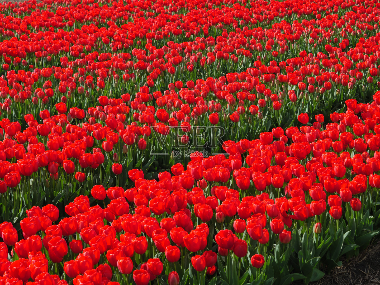 荷兰春天的田野上,许多流血的郁金香照片摄影图片