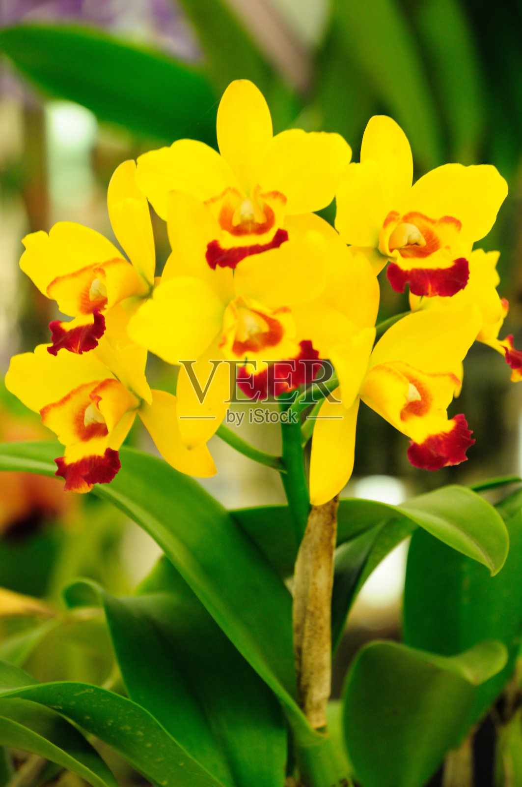 红黄相间的卡特莱娅照片摄影图片