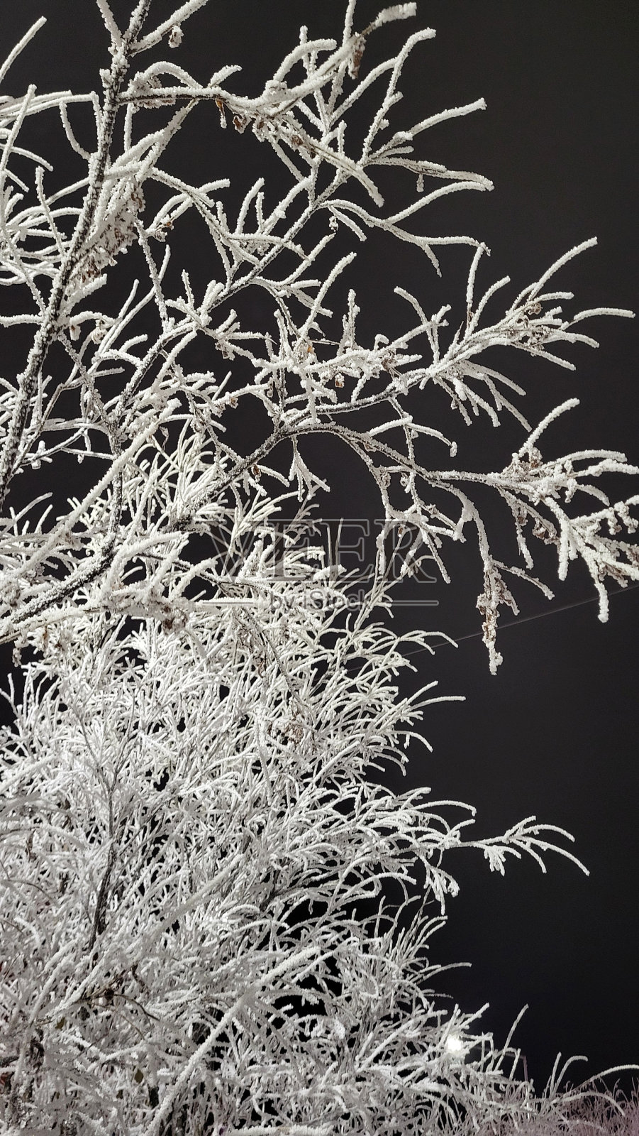 冬天照片摄影图片