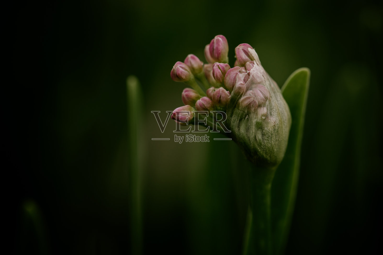 花-打破自由3照片摄影图片