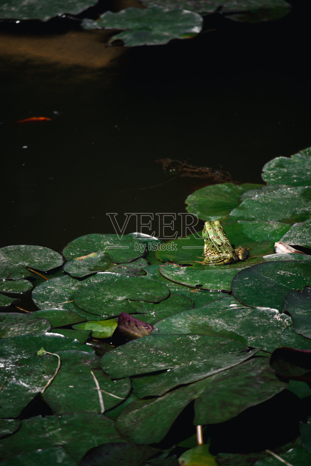 摩洛哥,马若雷勒花园照片摄影图片