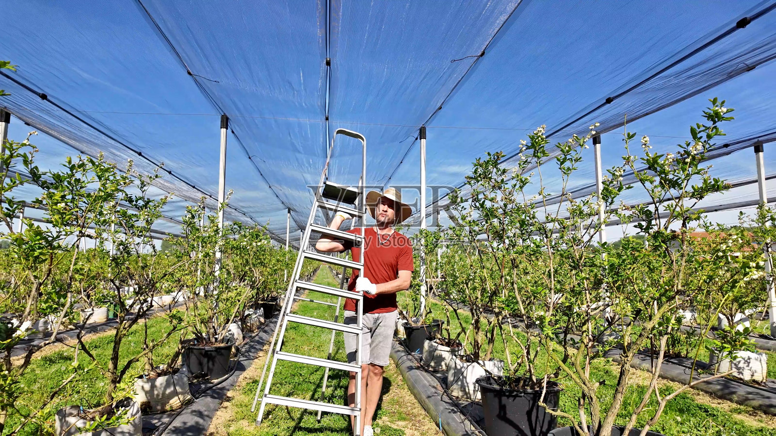 农民在农场安装防冰雹网,以保护水果、蔬菜和农作物免受恶劣天气的影响。照片摄影图片