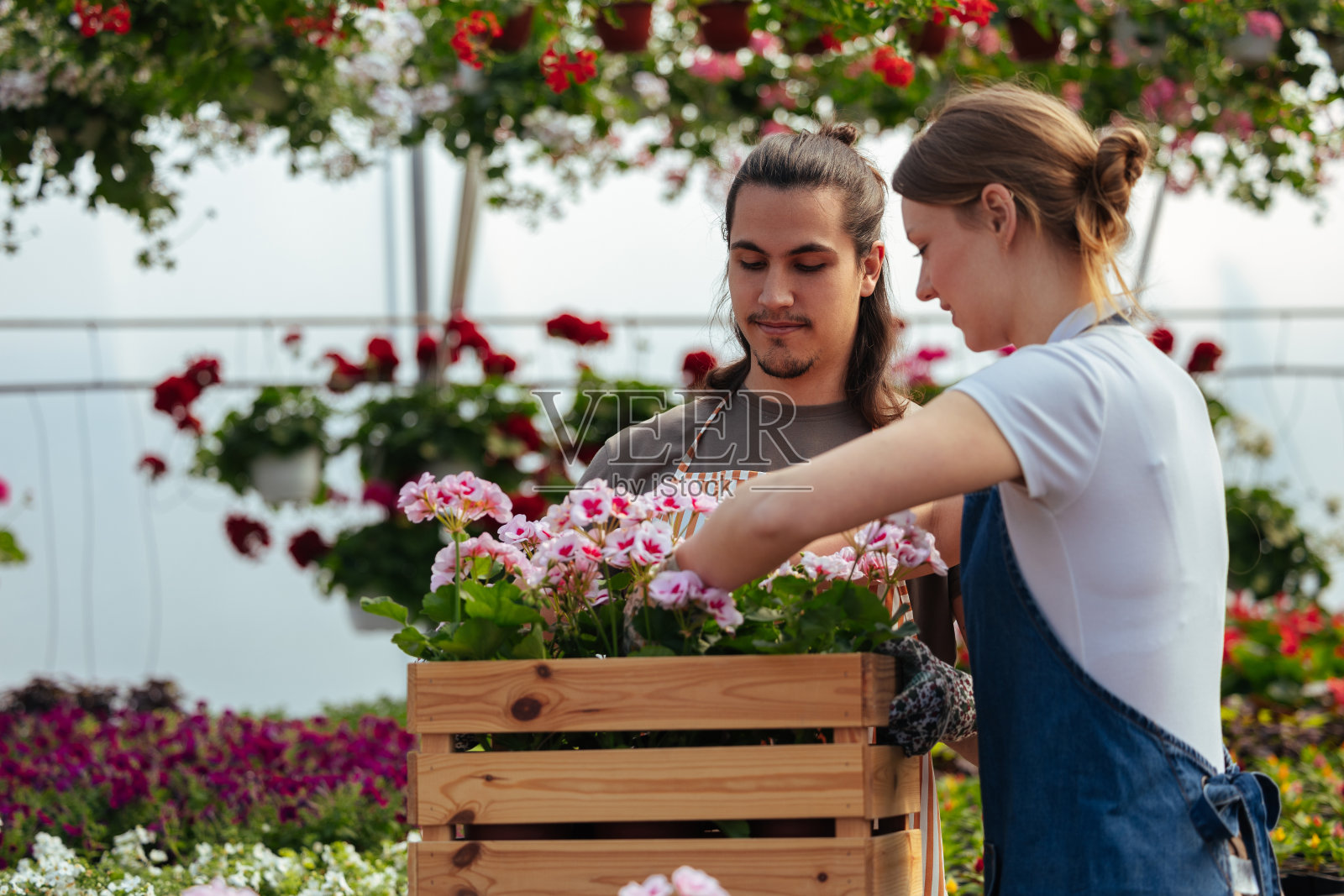 两个园丁在板条箱里整理植物照片摄影图片