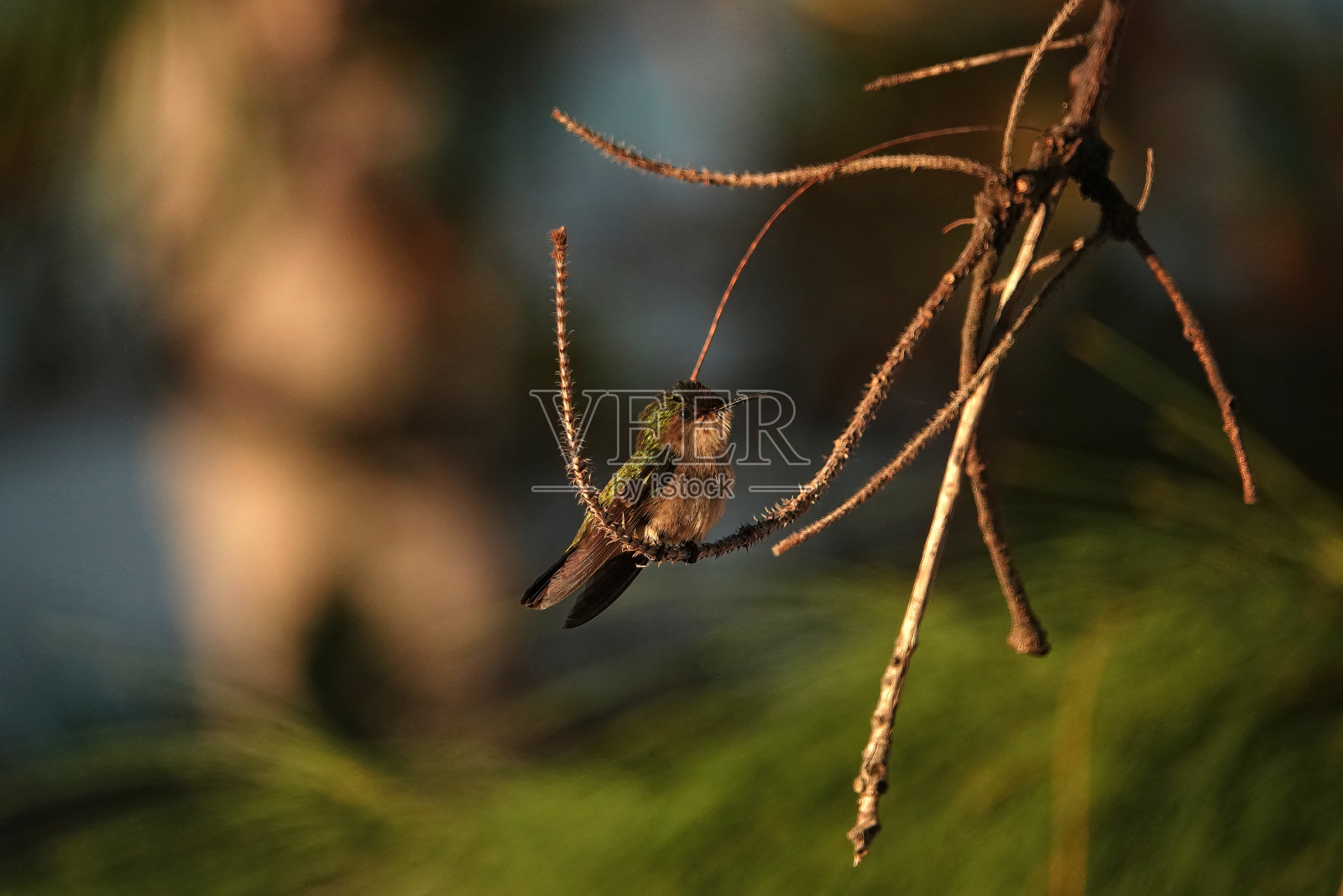 栖息在树枝上的安的列斯冠蜂鸟照片摄影图片