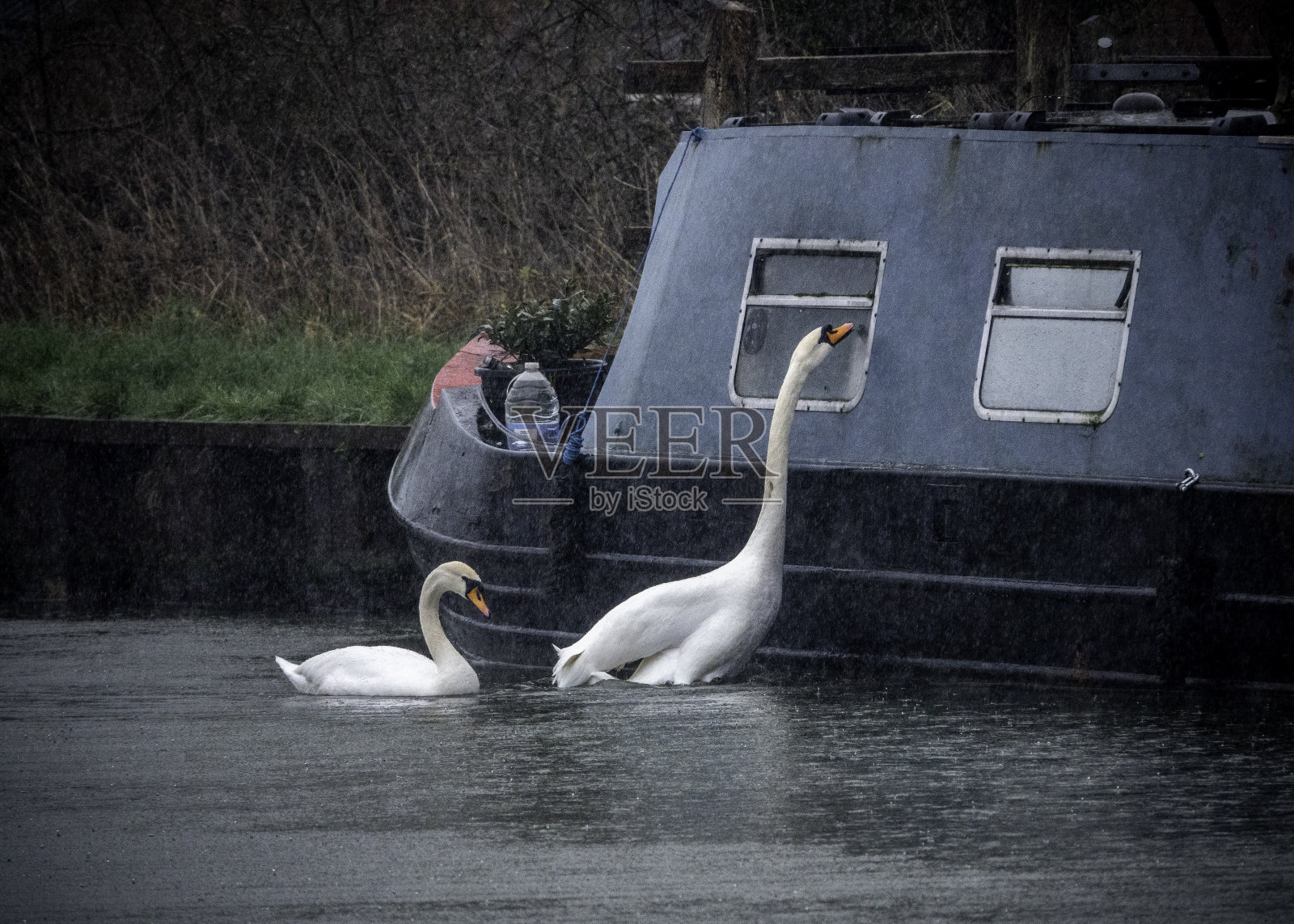 自然与野生动物照片摄影图片