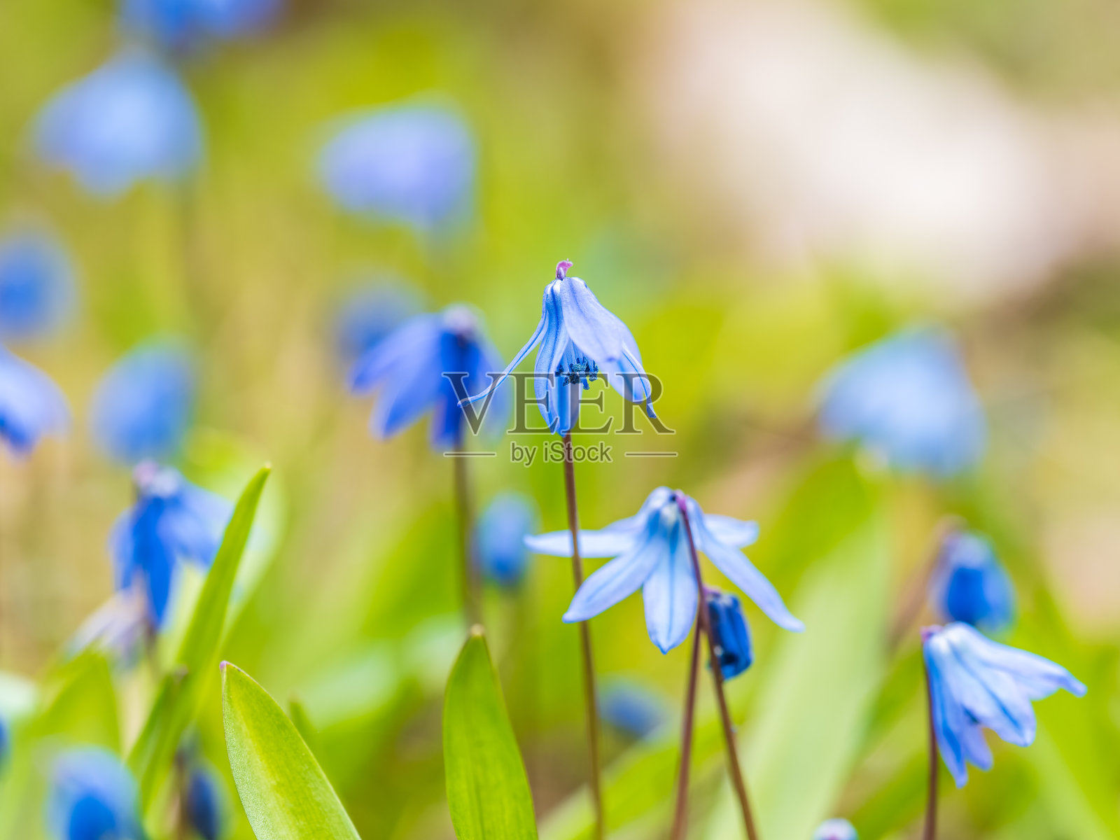 西伯利亚松鼠,木松鼠,草甸植物,在草地上开蓝色的花。春花背景照片摄影图片