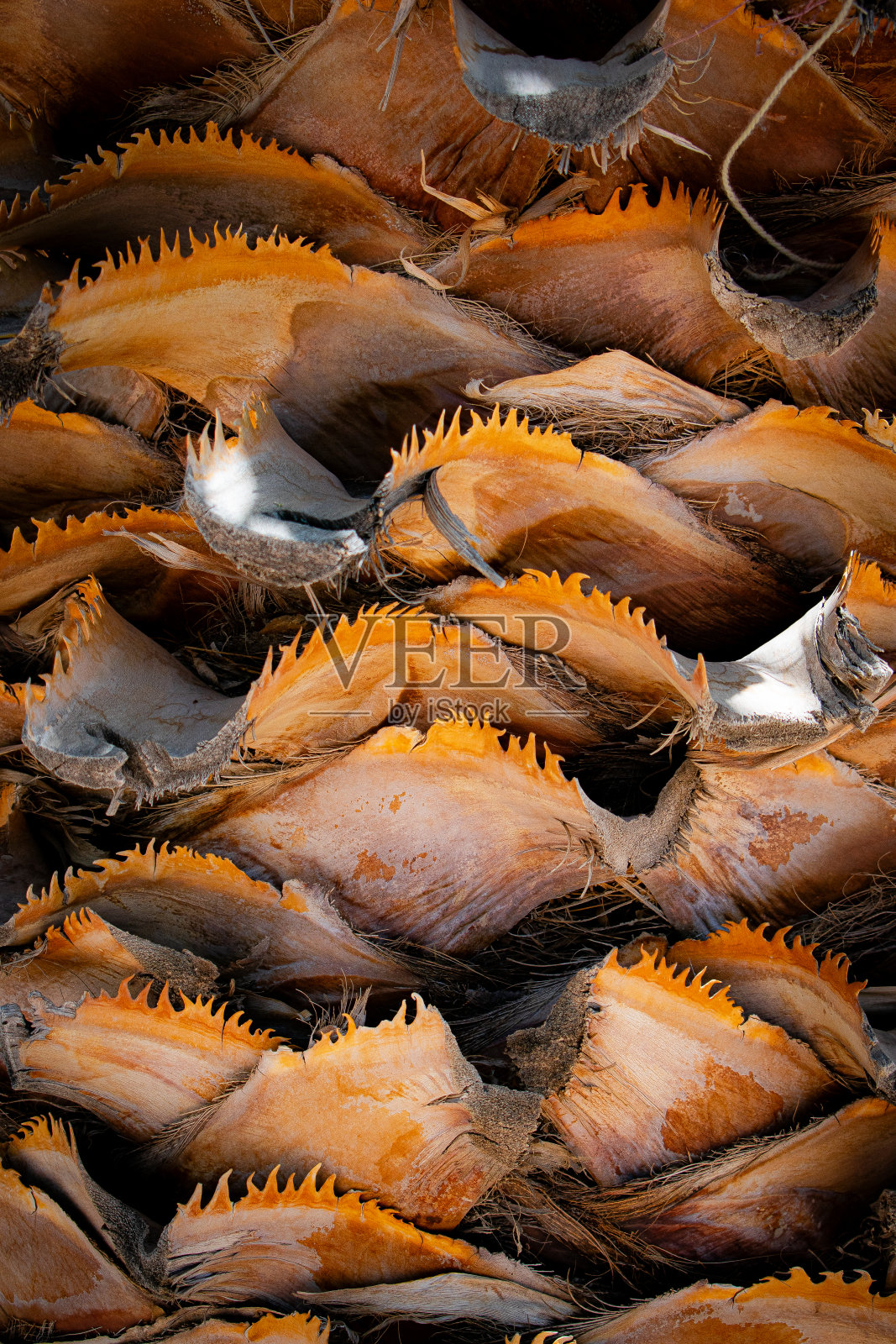 棕榈树纹理照片摄影图片