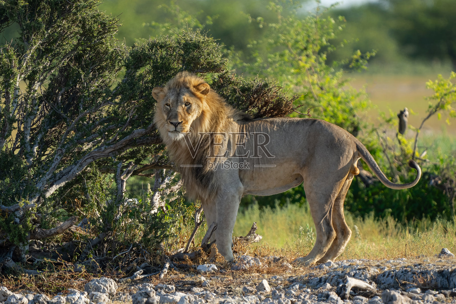 埃托沙国家公园的雄狮照片摄影图片