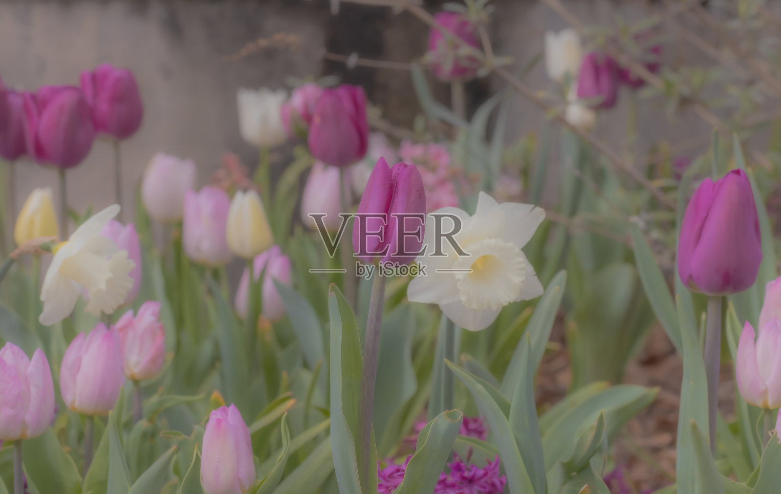 五颜六色的郁金香和水仙花照片摄影图片