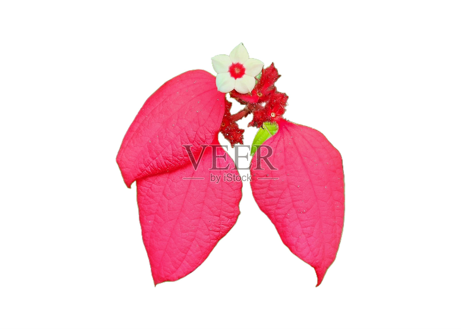 红色美丽的牛沙花(Bunga nusa indah),学名为Mussaenda erythrophylla,分离于白底。照片摄影图片