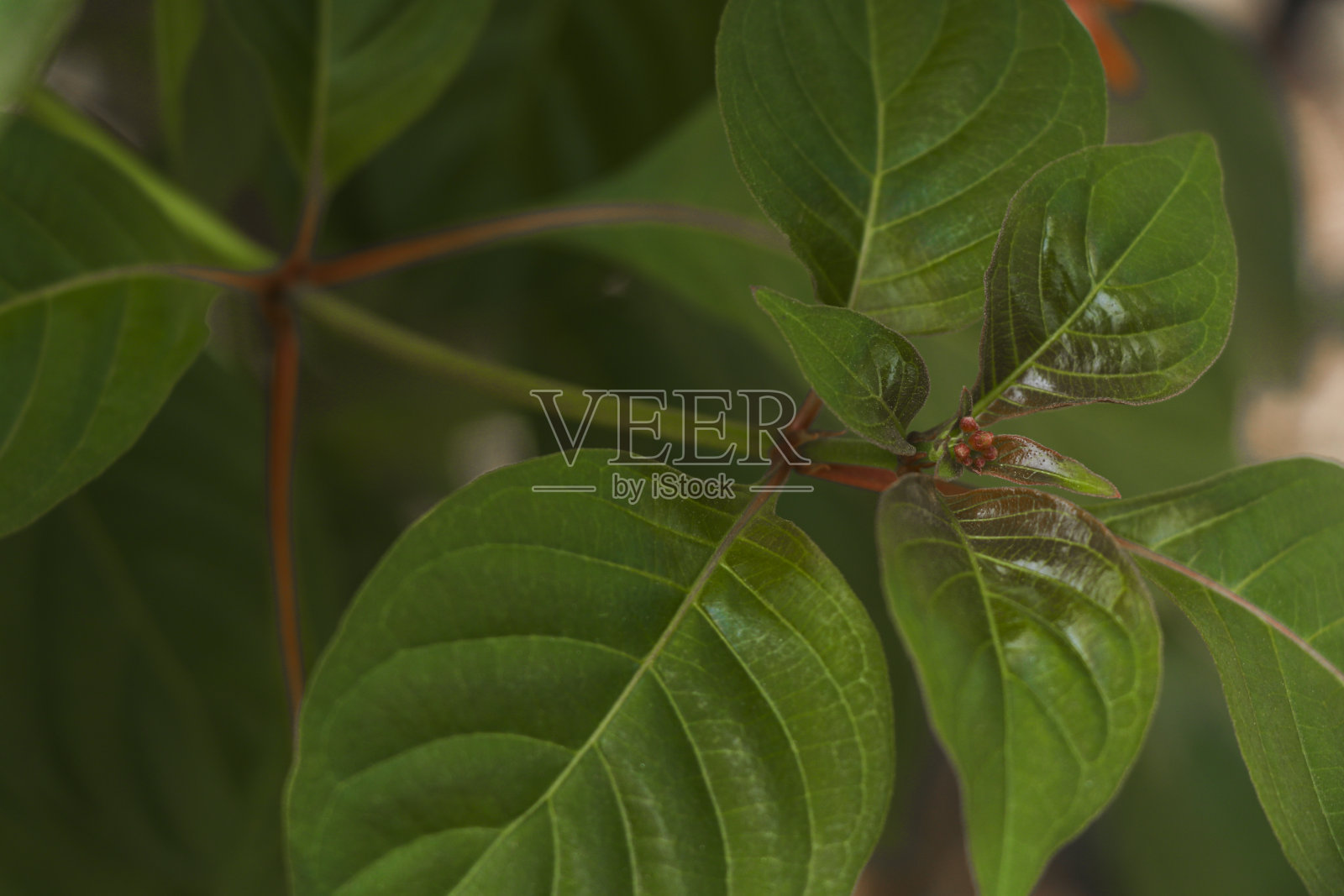 绿叶背景特写选择对焦照片摄影图片