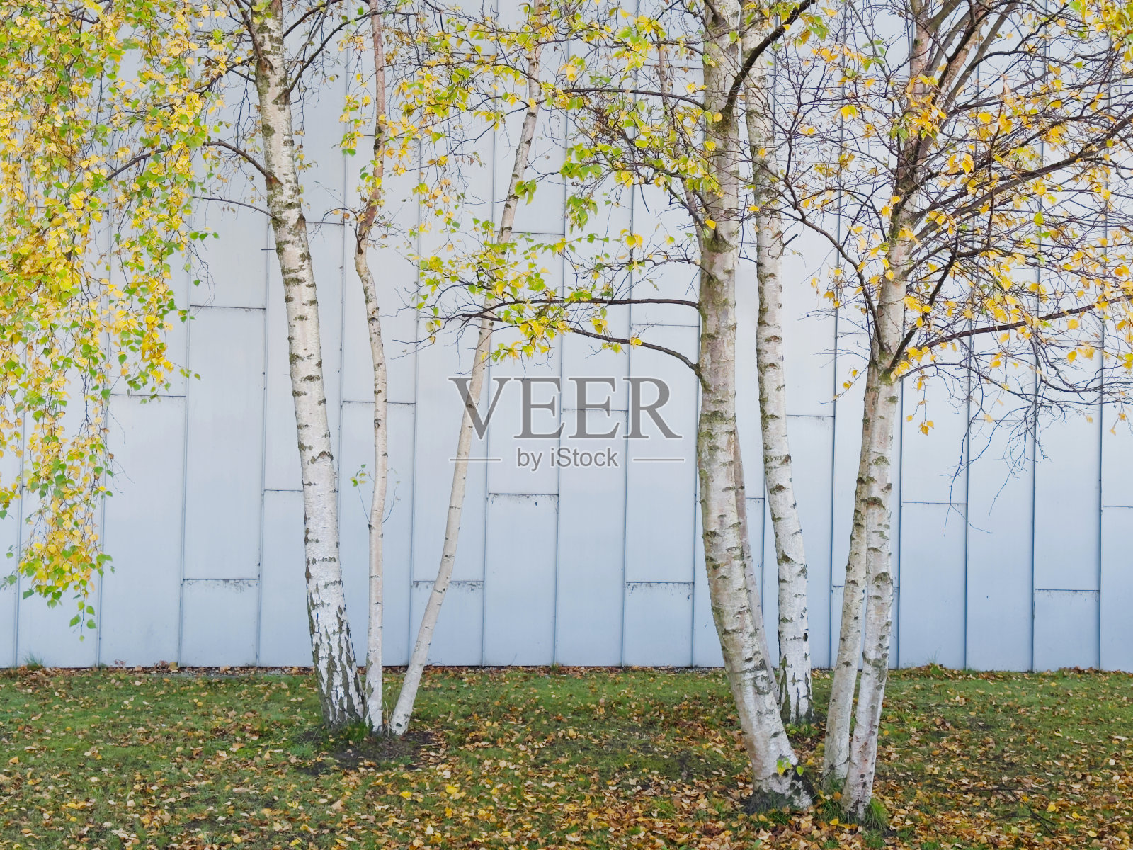 秋季落叶的银桦树照片摄影图片