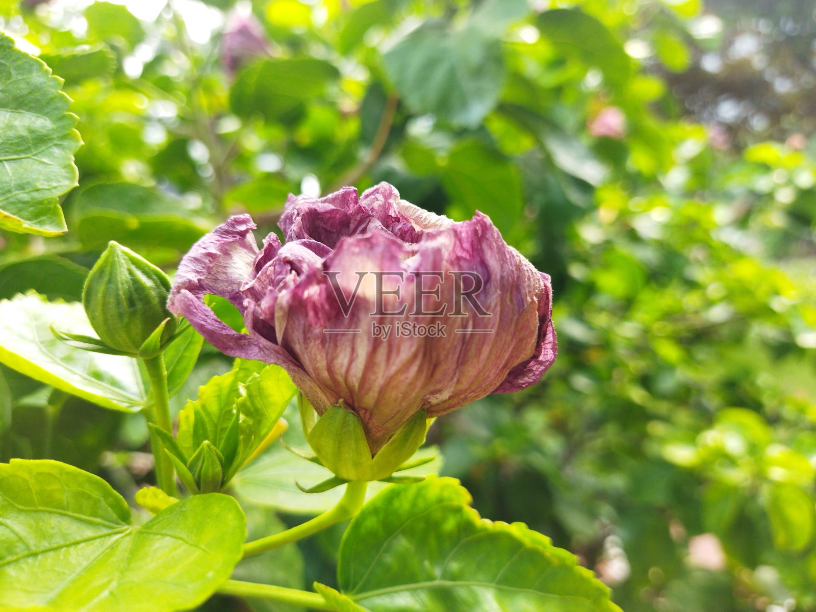 枯萎和新鲜的木槿花与绿叶背景照片摄影图片