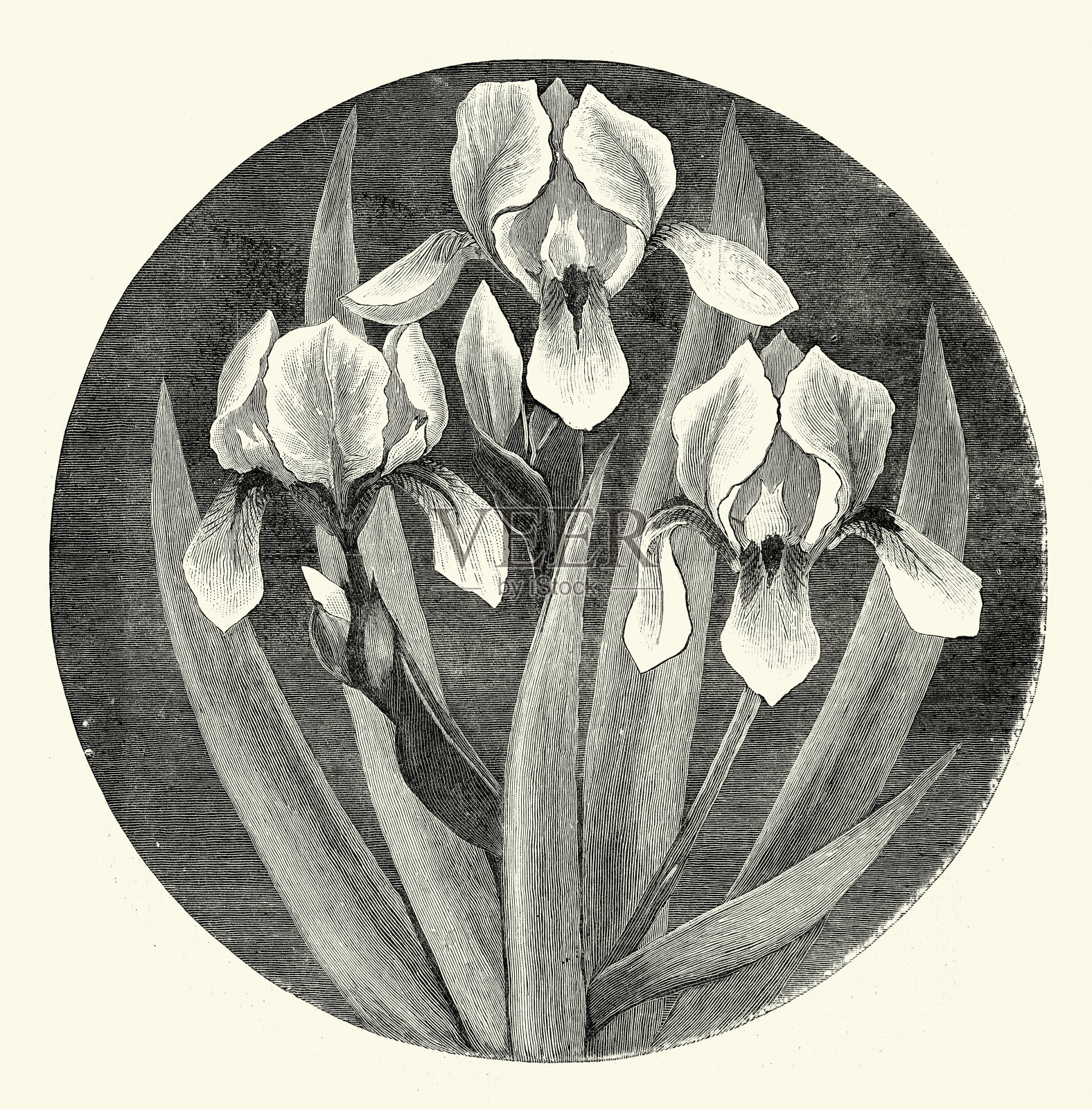 花,鸢尾花开花植物,复古插图插画图片素材