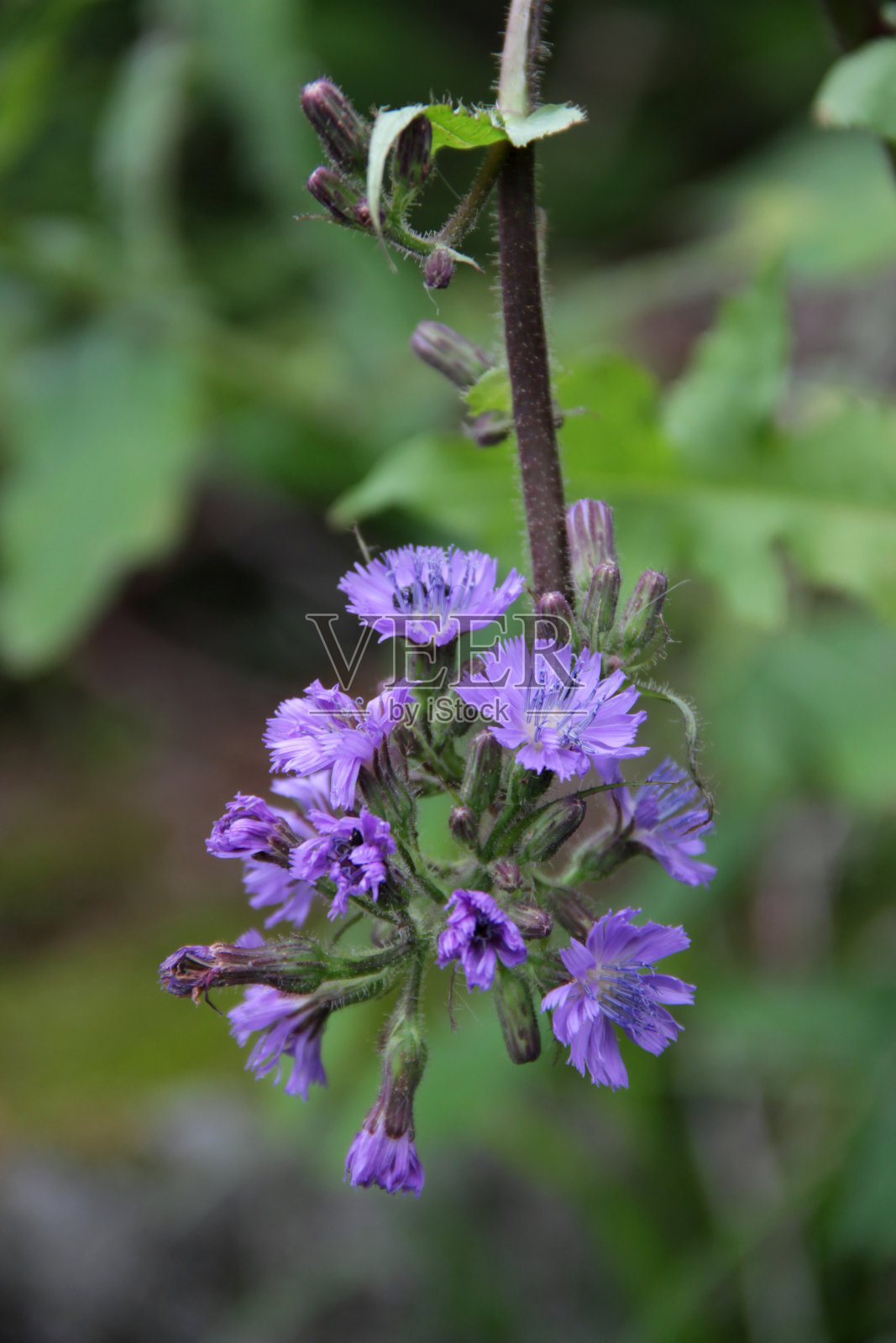 有紫色花朵的树枝照片摄影图片