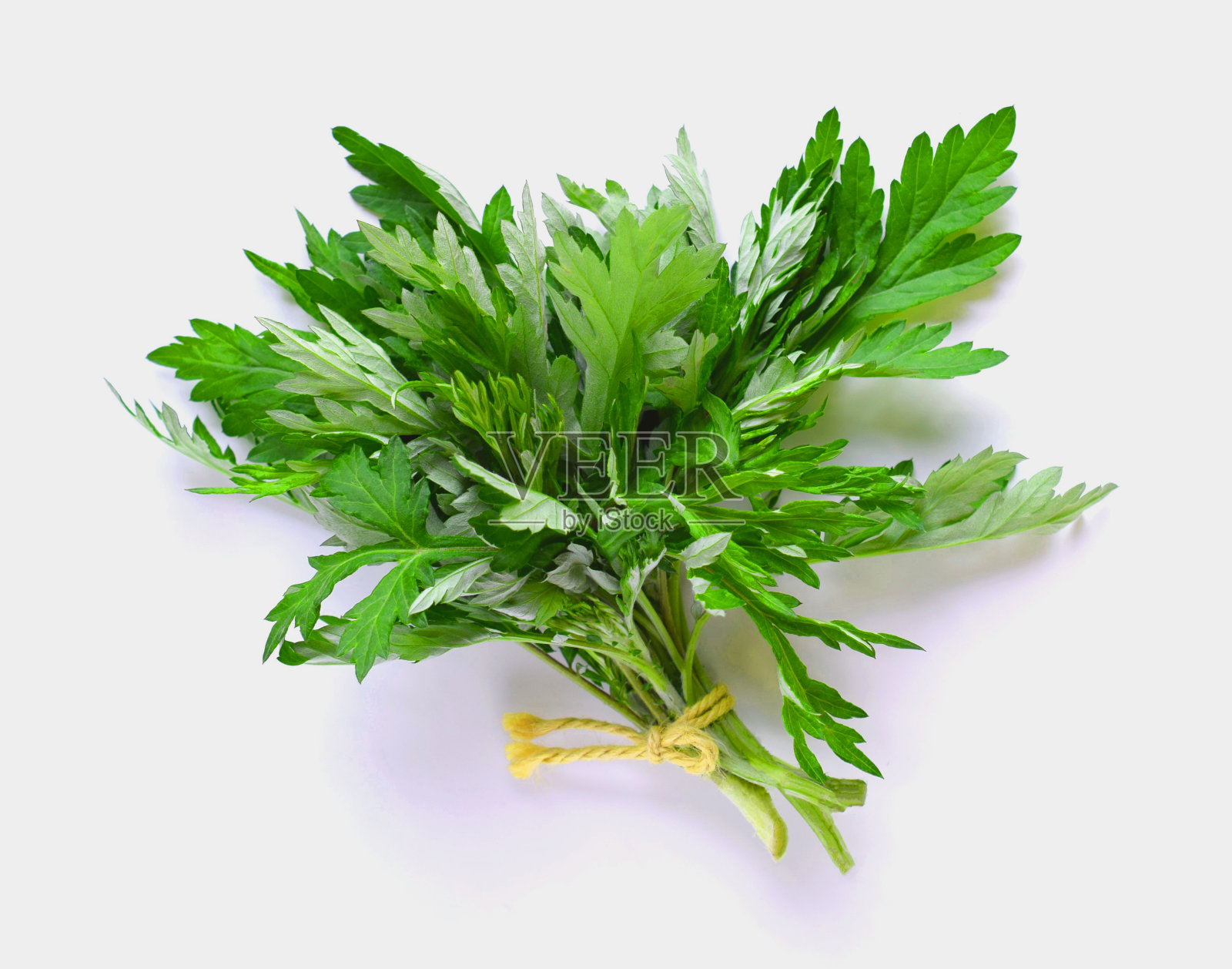 白色背景上的新鲜艾草。照片摄影图片