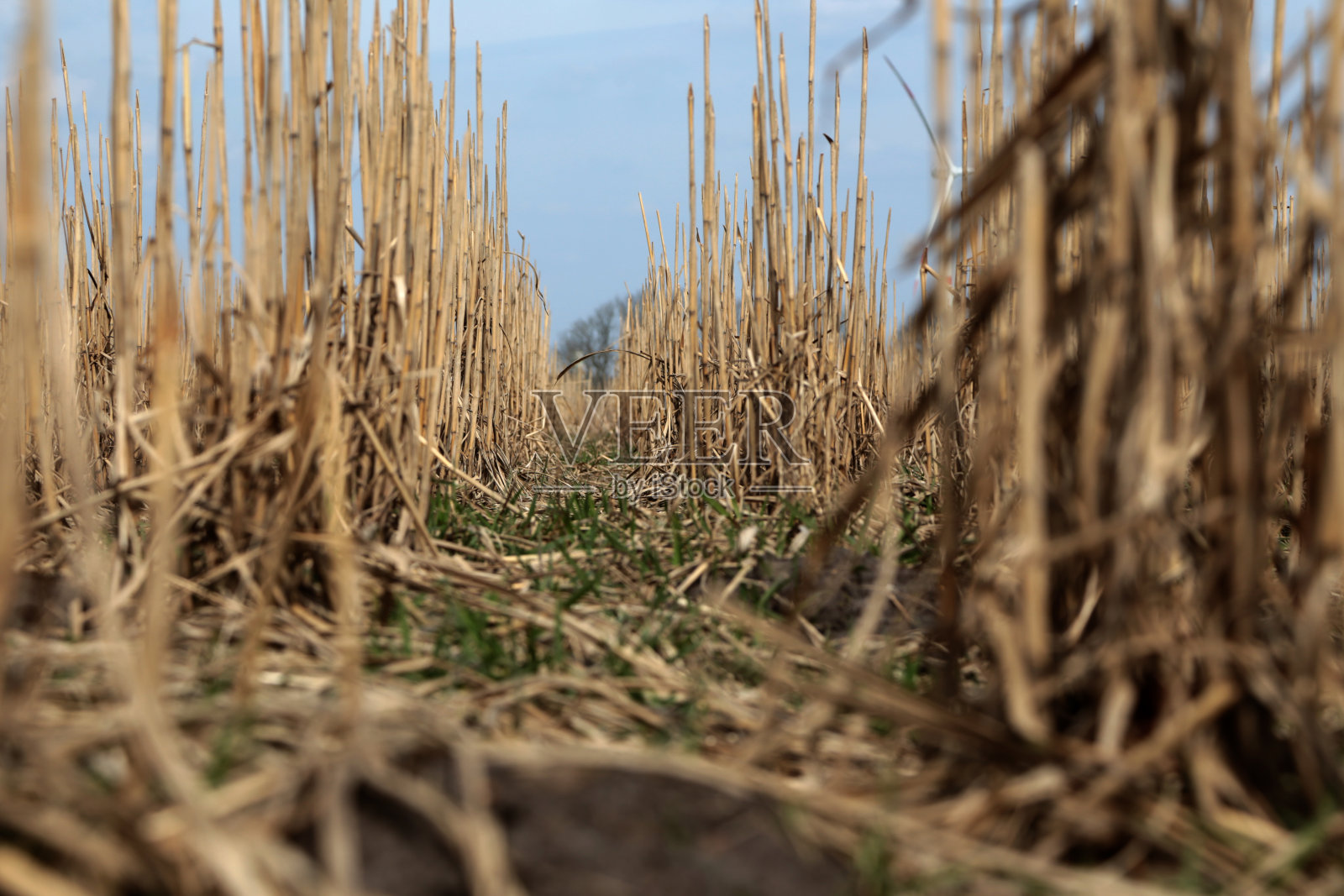 玉米田照片摄影图片