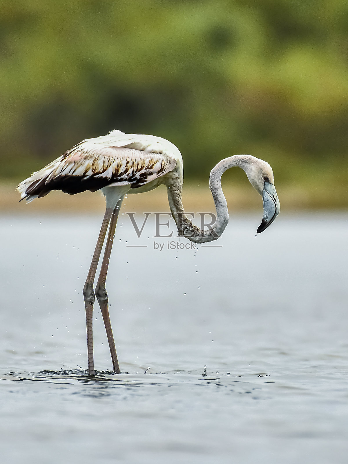 美丽的大自然和美丽的鸟照片摄影图片