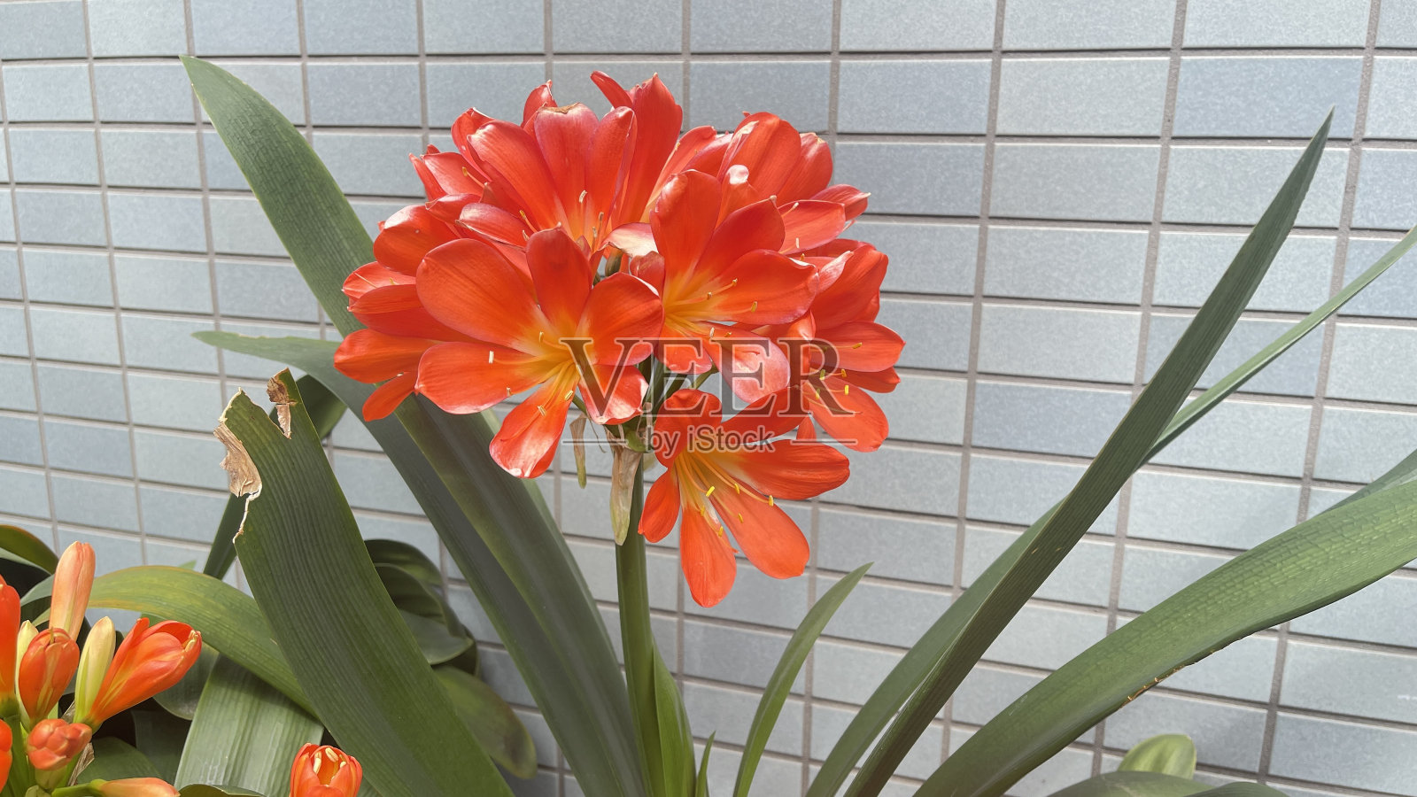 美丽的君子兰照片摄影图片