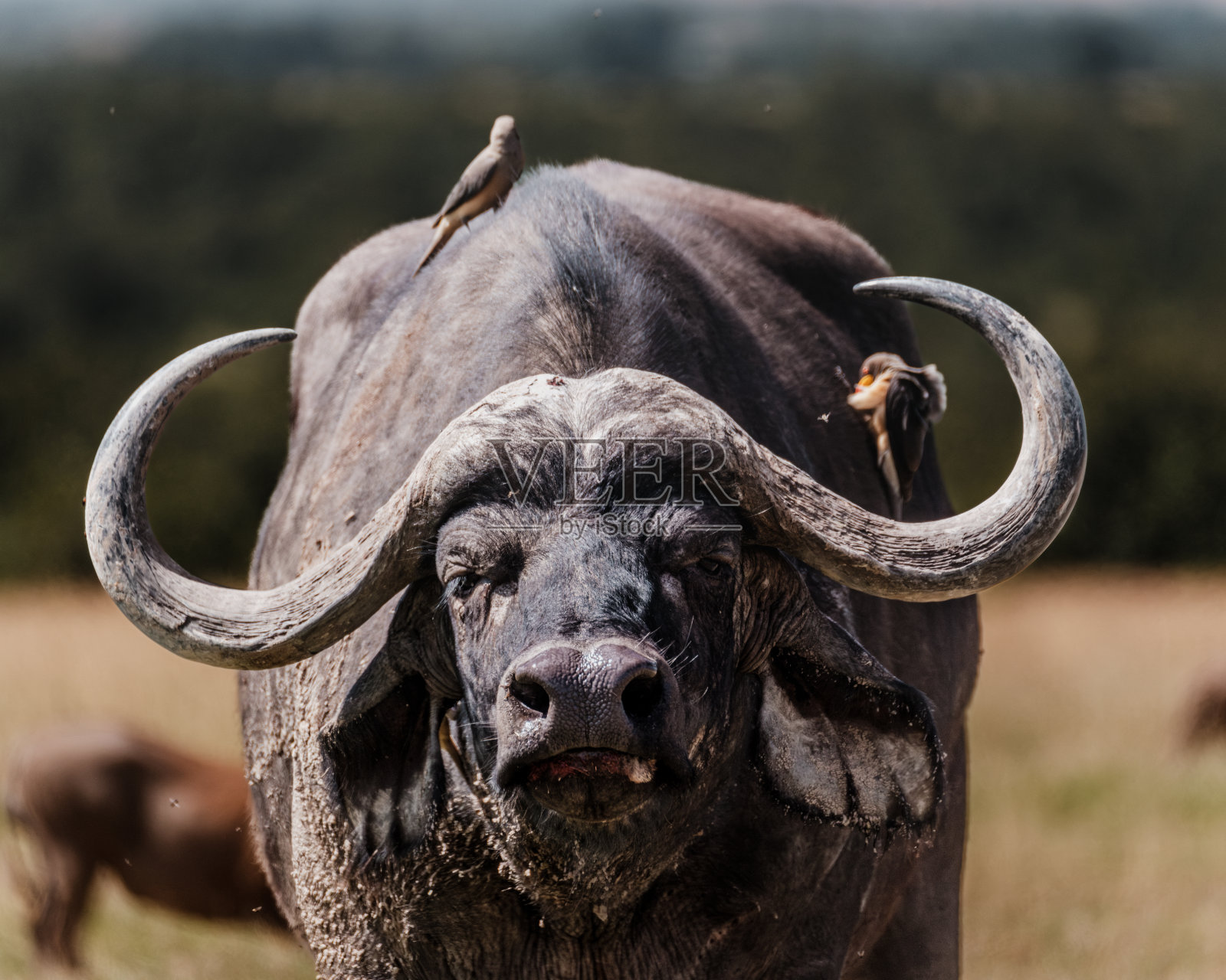 在鸟类同伴的注视下,一头坚忍的水牛照片摄影图片
