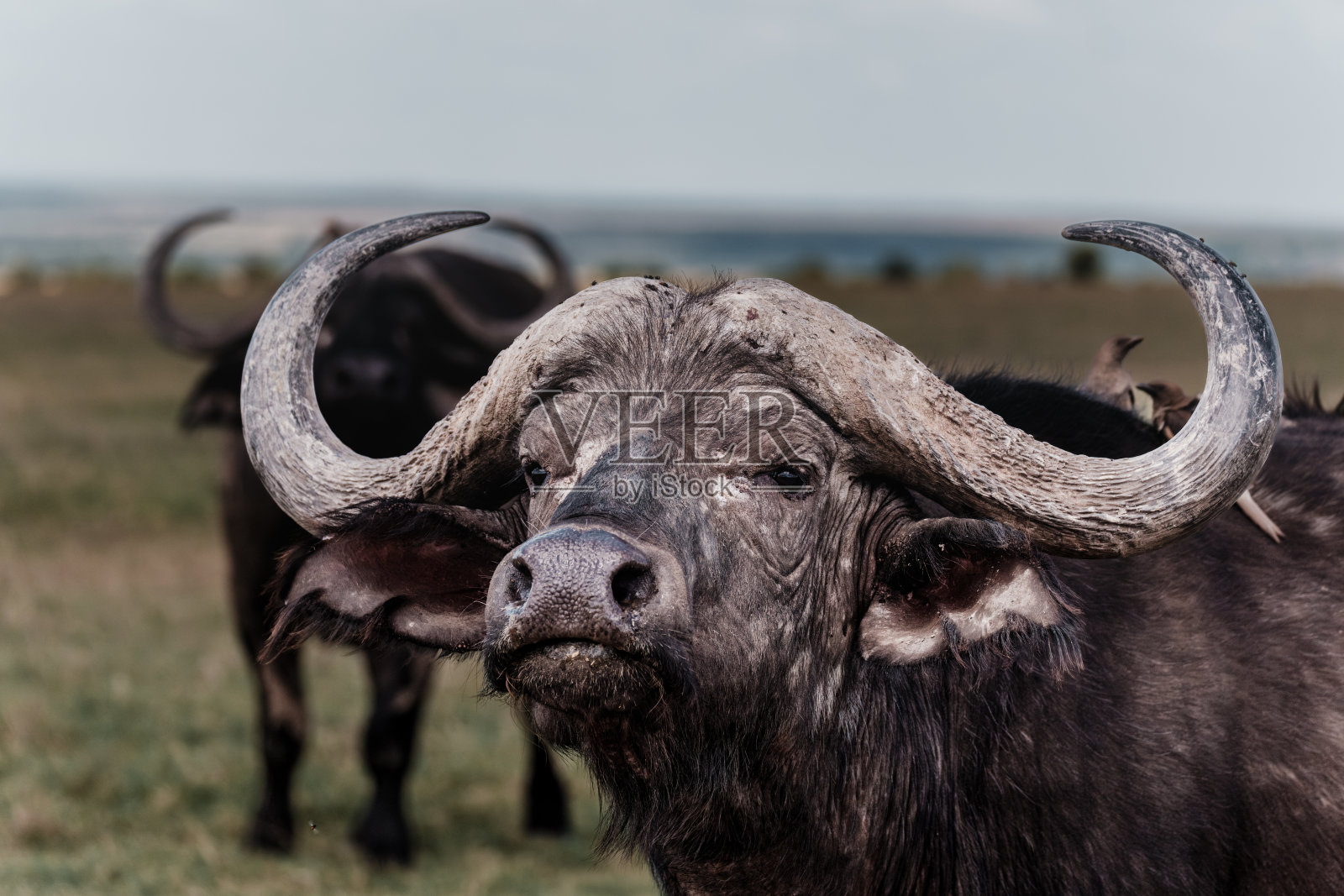 在鸟类同伴的注视下,一头坚忍的水牛照片摄影图片