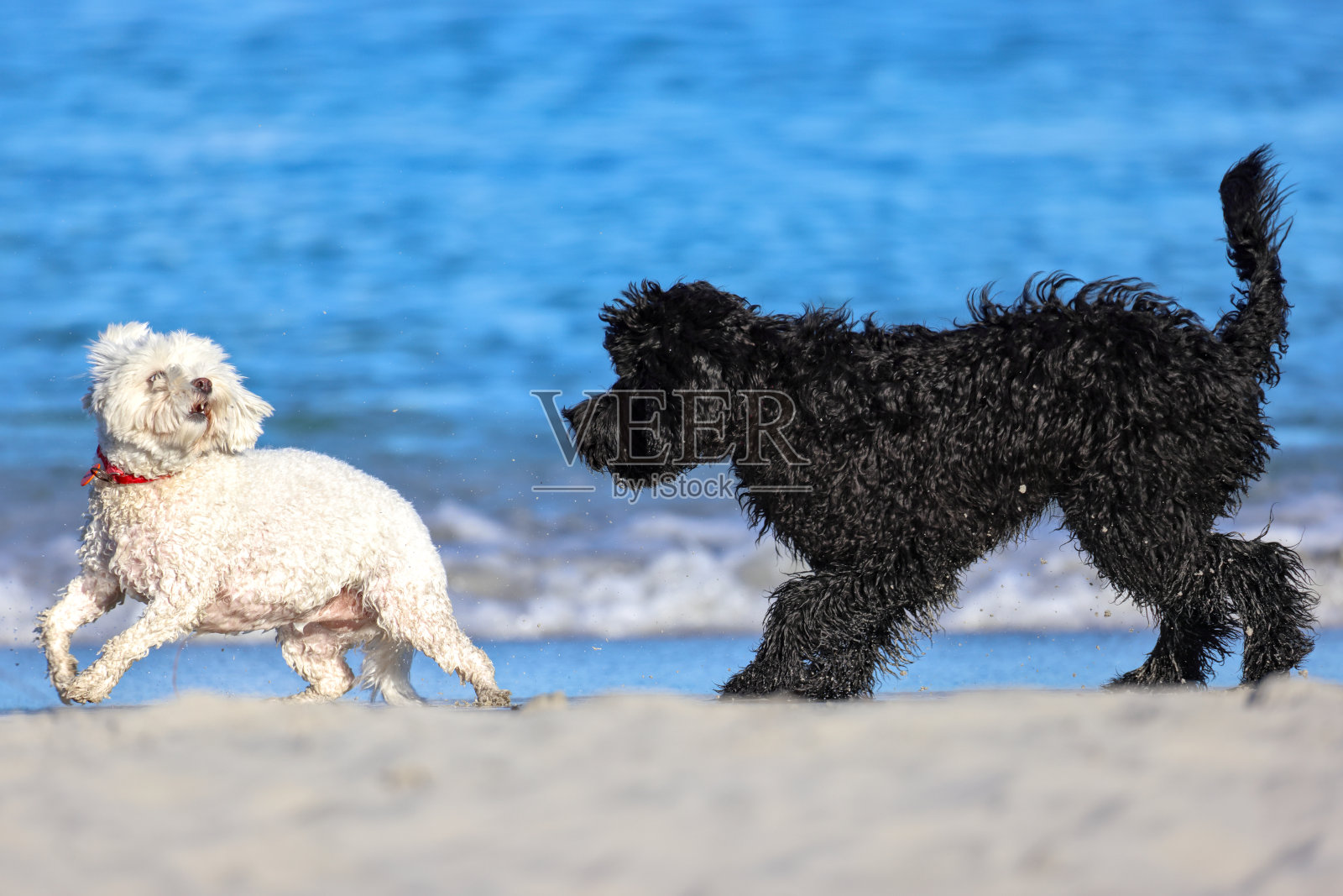 两只狗,黑色,白色,在海滩上玩耍,社会行为,南弗里曼特尔,小狗海滩,珀斯,澳大利亚照片摄影图片