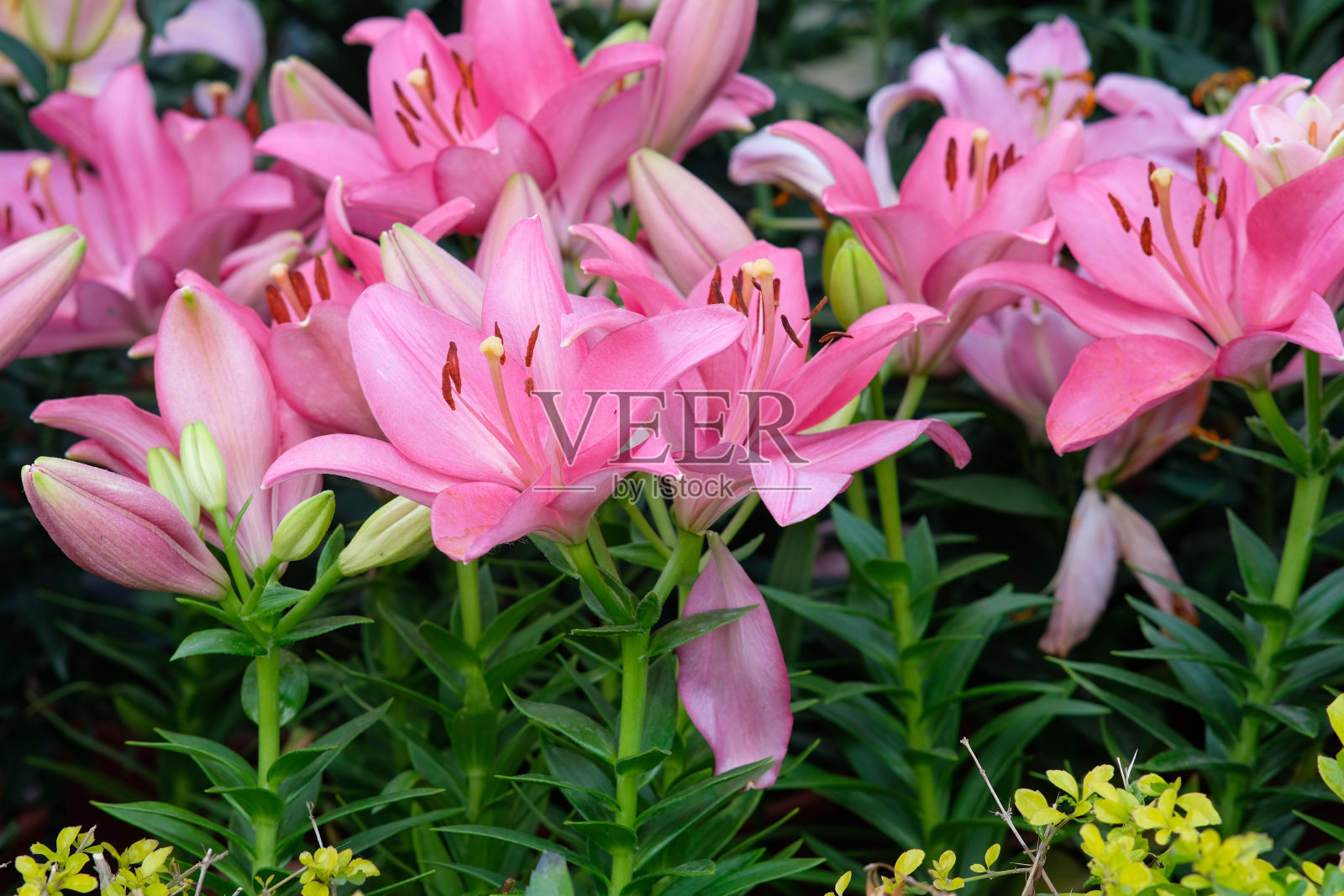台湾台中市中舍花卉农场的粉色百合。照片摄影图片