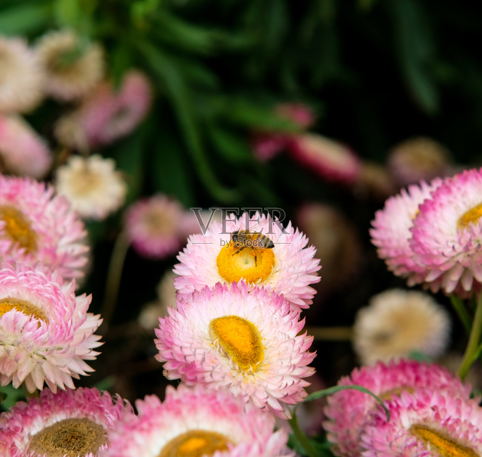 台湾台中市中舍花卉农场的裸粉色稻草花和一只蜜蜂。照片摄影图片