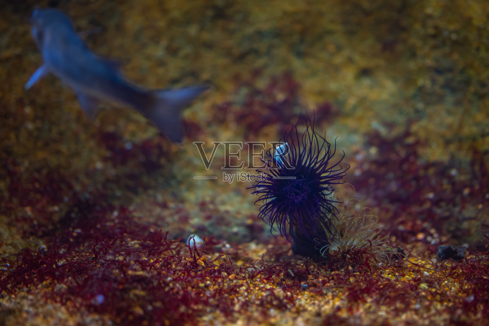 在一片草地和陆生植物的景观中,一条电蓝鱼在水下游着,旁边是海胆(一种海洋无脊椎动物)照片摄影图片