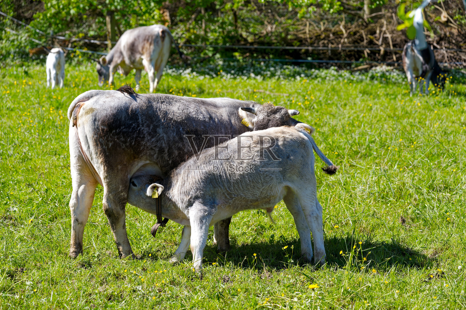 瑞士农场户外,小母牛从母牛的奶嘴里喝奶的乡村景象。照片摄影图片