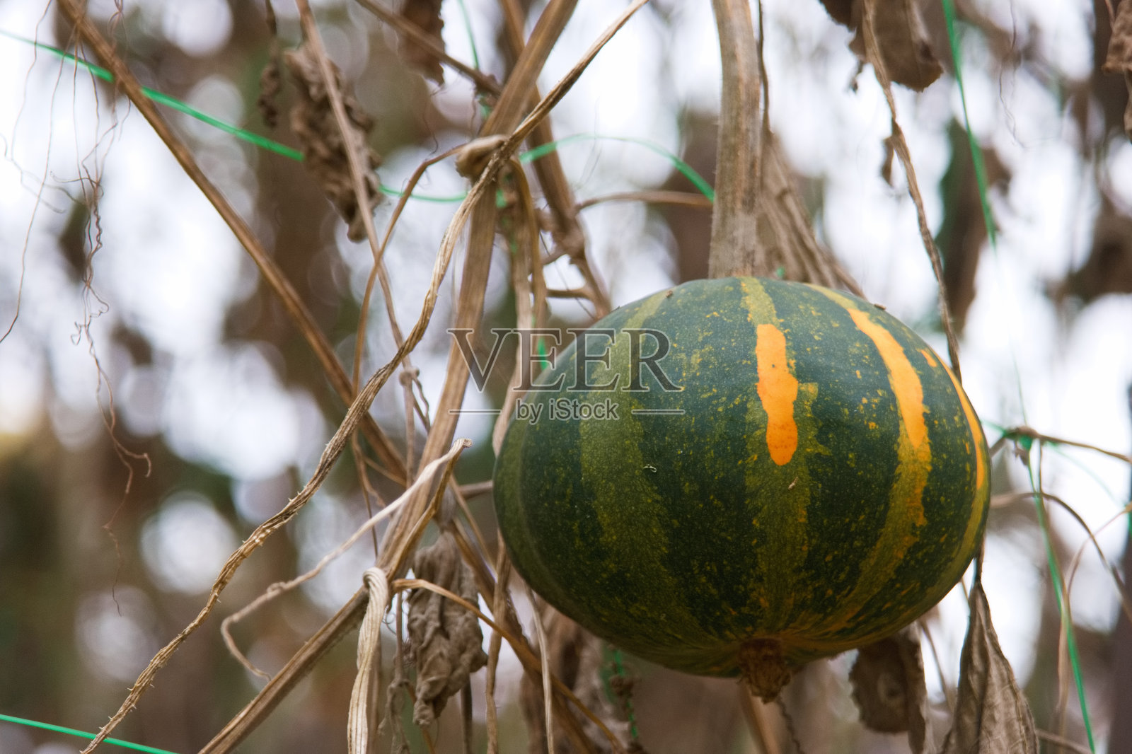 秋天,植物,植物学,户外,自然,公园,树叶,植物,颜色,图案,照片摄影图片
