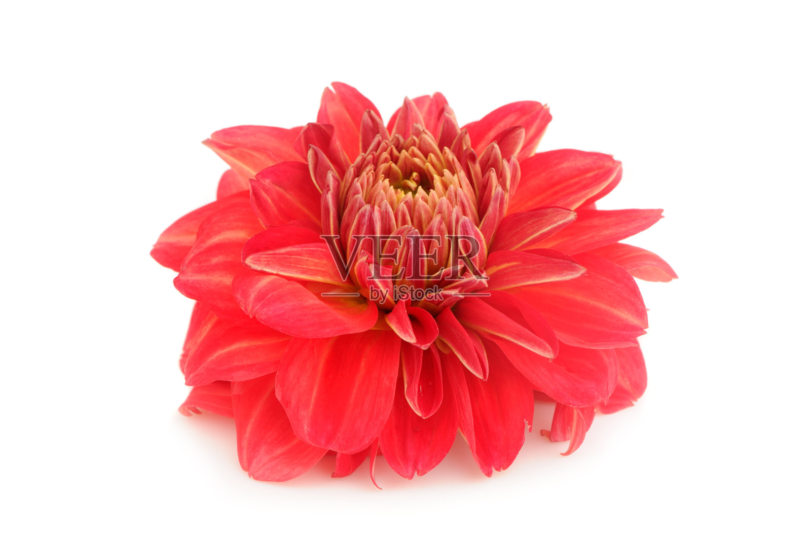 红色大丽花孤立在白色背景照片摄影图片