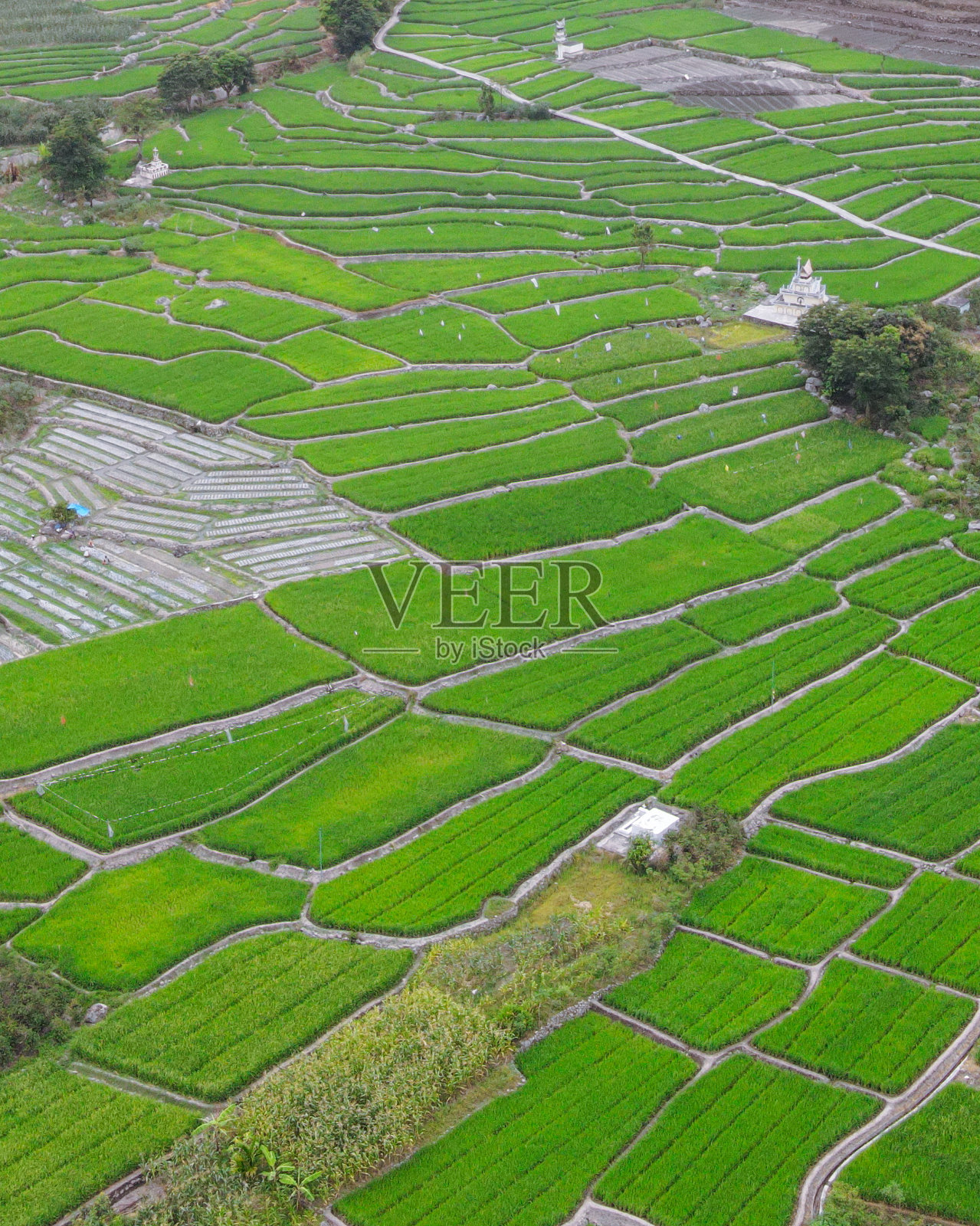 空中拍摄的美丽稻田,在波南多洛,多巴湖,萨摩西尔照片摄影图片