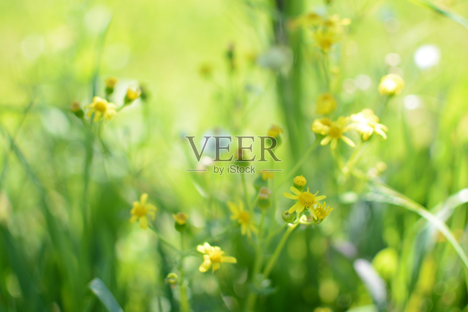 黄春园照片摄影图片