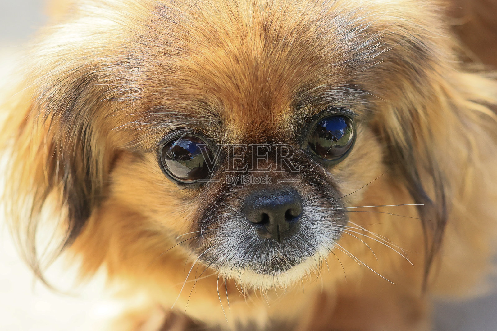 一只长着棕色皮毛和黑色鼻子的小狗照片摄影图片