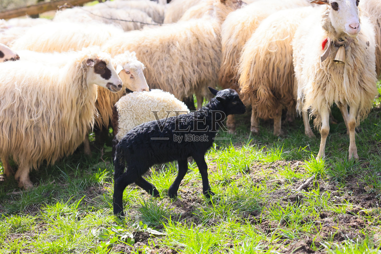 一只黑羊和一群白羊一起走过田野照片摄影图片