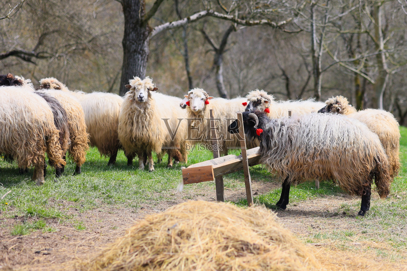 一群羊站在田野里,从食槽里吃东西照片摄影图片