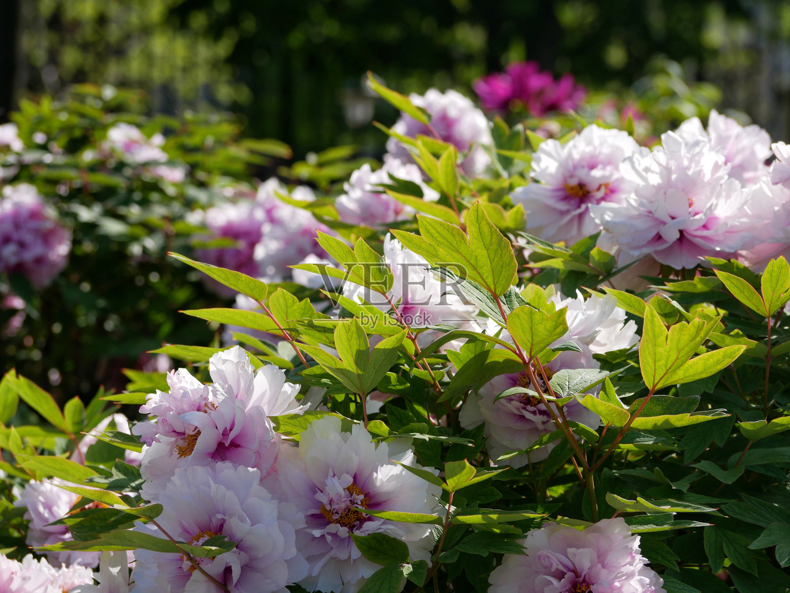 时令牡丹盛开在维也纳的伯格花园公园。凤仙花牡丹春暖花开照片摄影图片