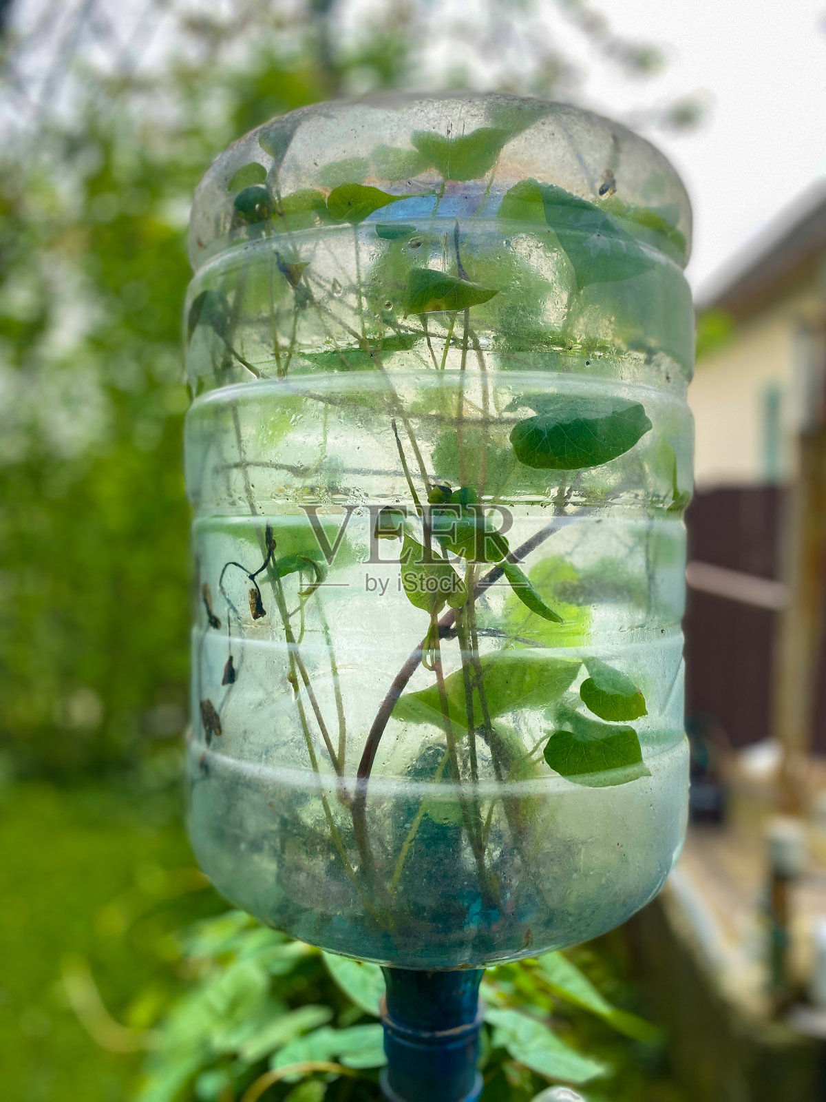 种植在透明的容器中照片摄影图片