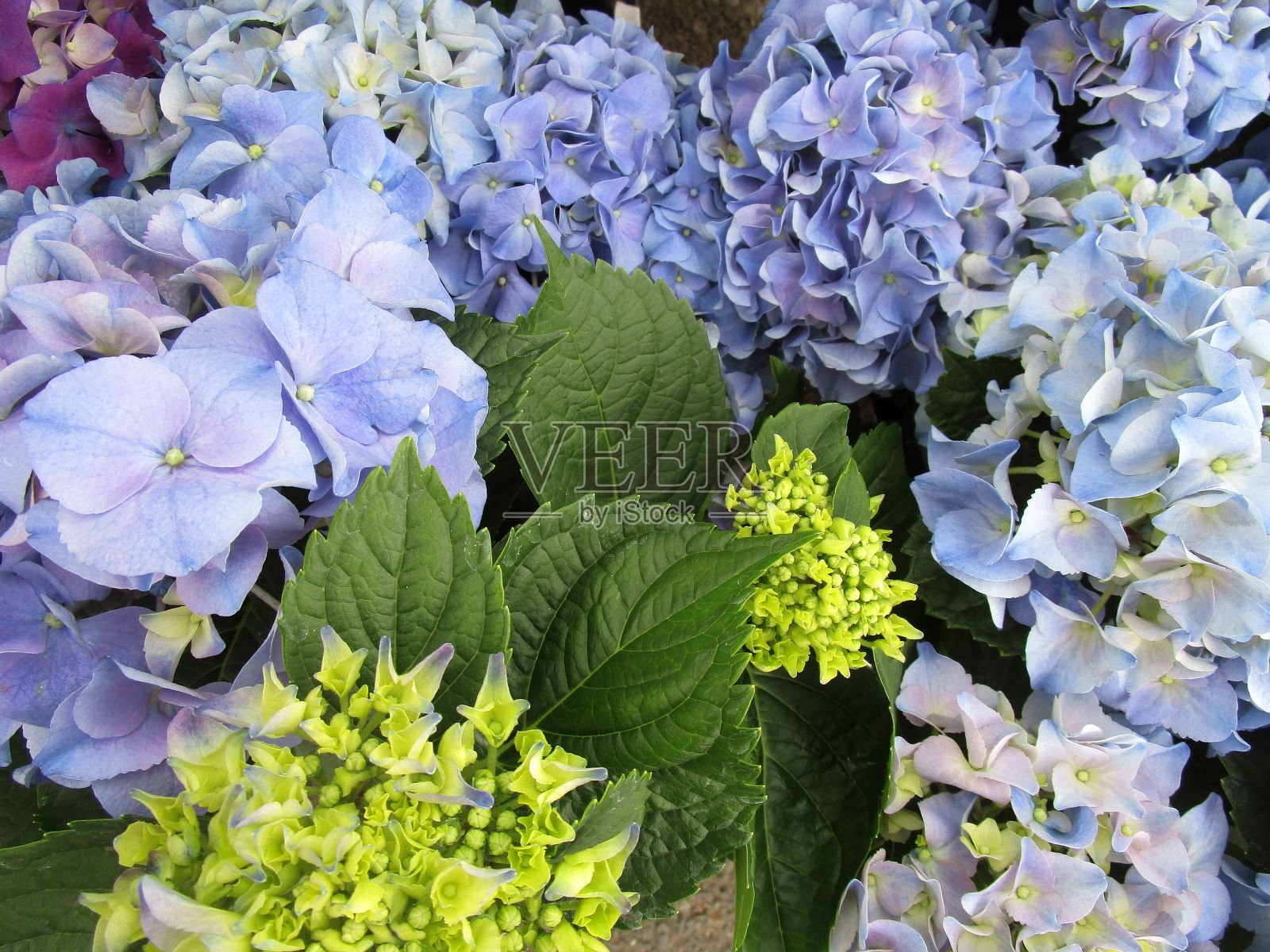 绣球花特写照片摄影图片