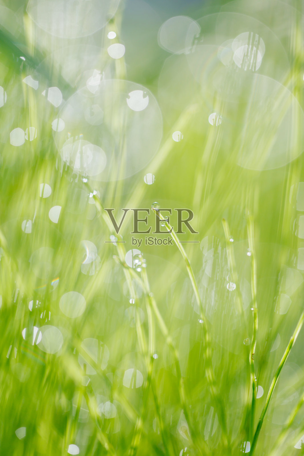 晨露照片摄影图片