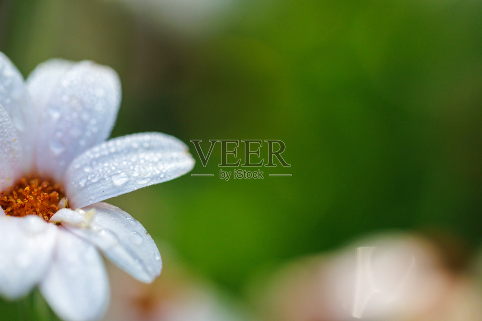 白色的花朵照片摄影图片