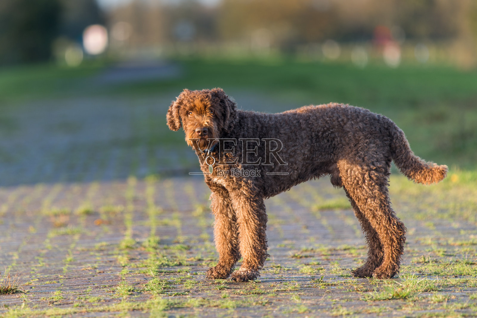 一只刚修剪过的厚毛棕色6岁雄性巴贝照片摄影图片